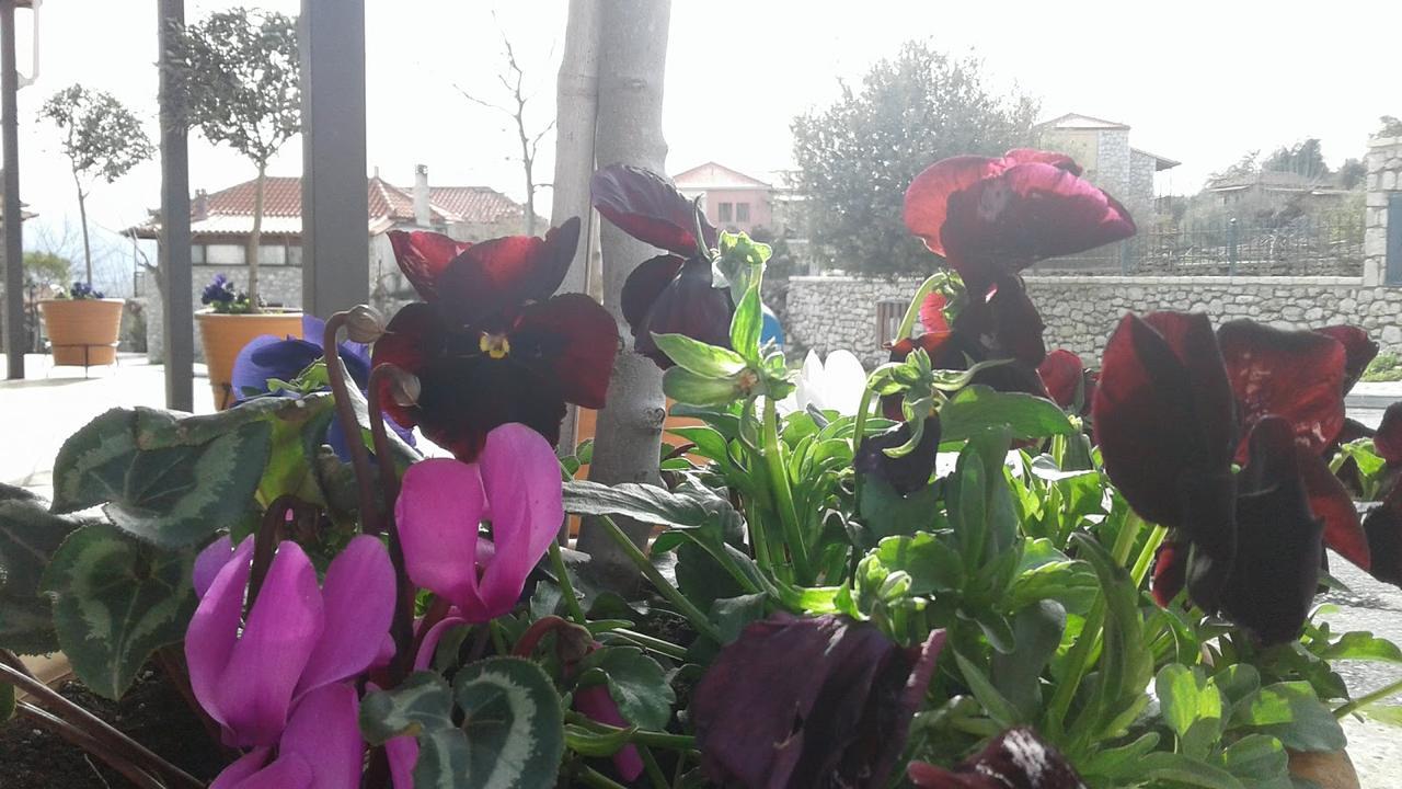 Elaion Country house *